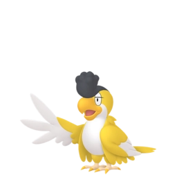 Image de Tapatoès Plumage jaune